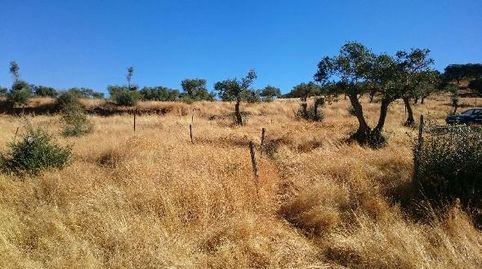Terreno en venta en SANTA BARBARA  Plasencia Cáceres, imatge 2