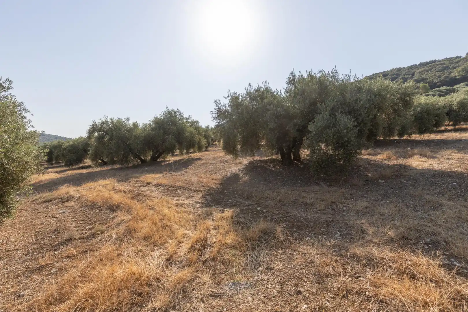 Terreni e lotti in vendita a Lugar Lugar del Cortijo Aguadero, imagen 7