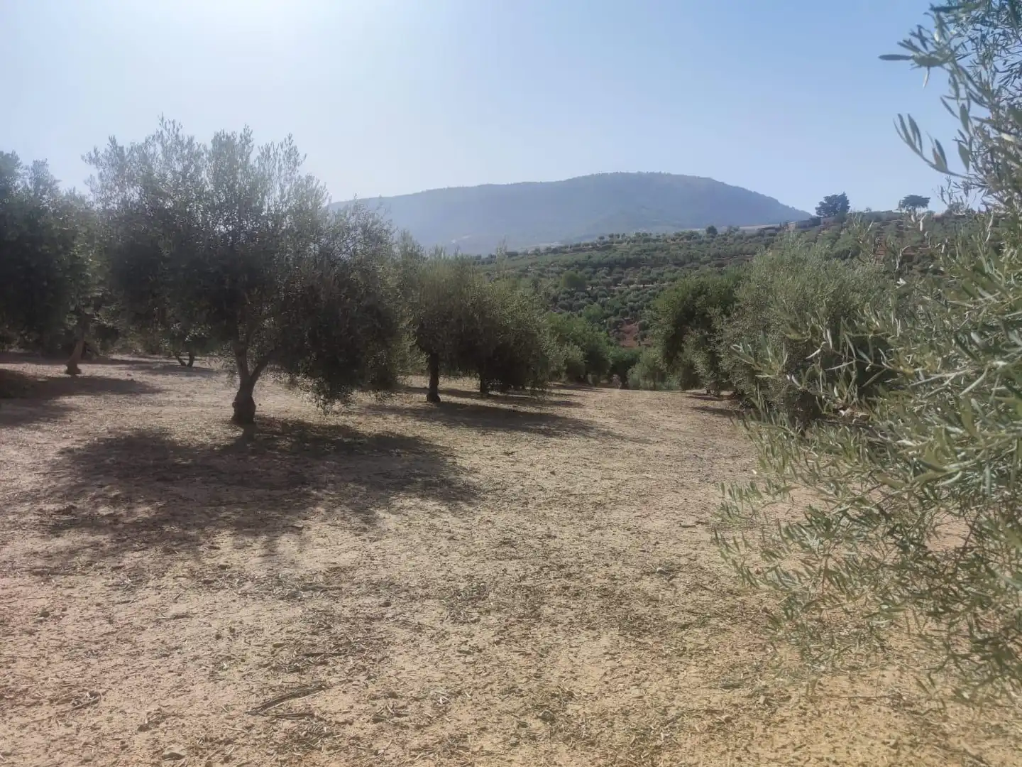 Terreni e lotti in vendita a Cogollos de la Vega, imagen 3