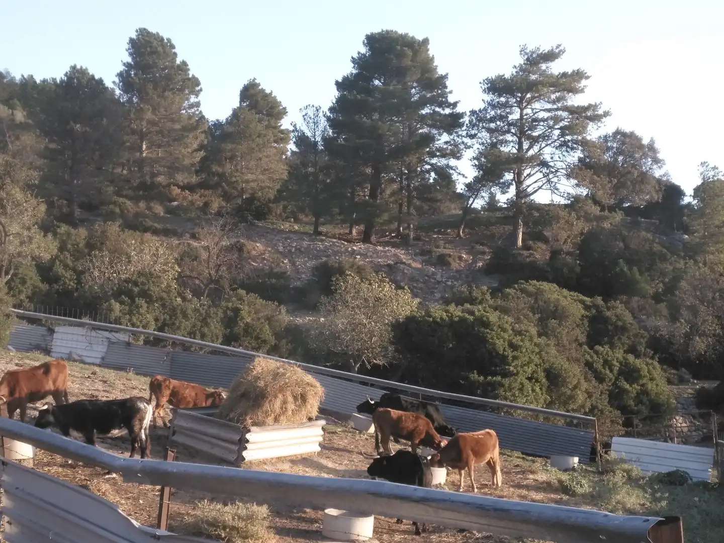 Vista exterior de Local en venda en Alfara de Carles amb Moblat