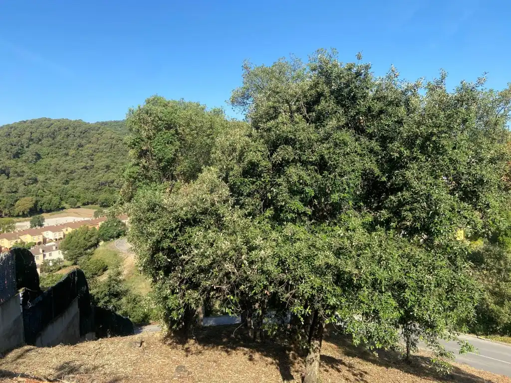 Residential land for sale in Calle Ginesta, imagen 7