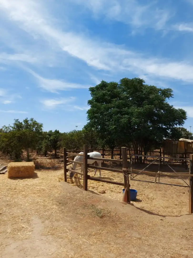 Vista exterior de Casa o xalet en venda en Dos Hermanas amb Terrassa, Piscina i Moblat