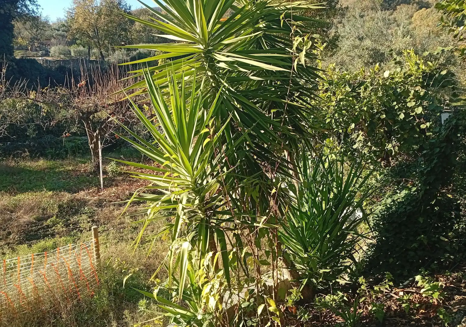 Terreni e lotti in vendita a Villanueva de la Vera, imagen 34