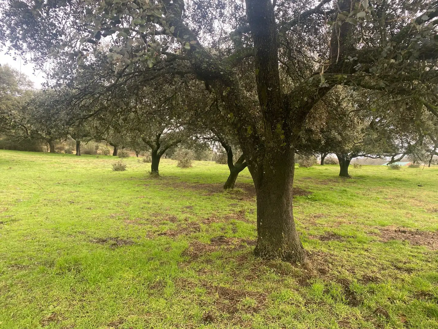 Terreni e lotti in vendita a Candeleda, imagen 16