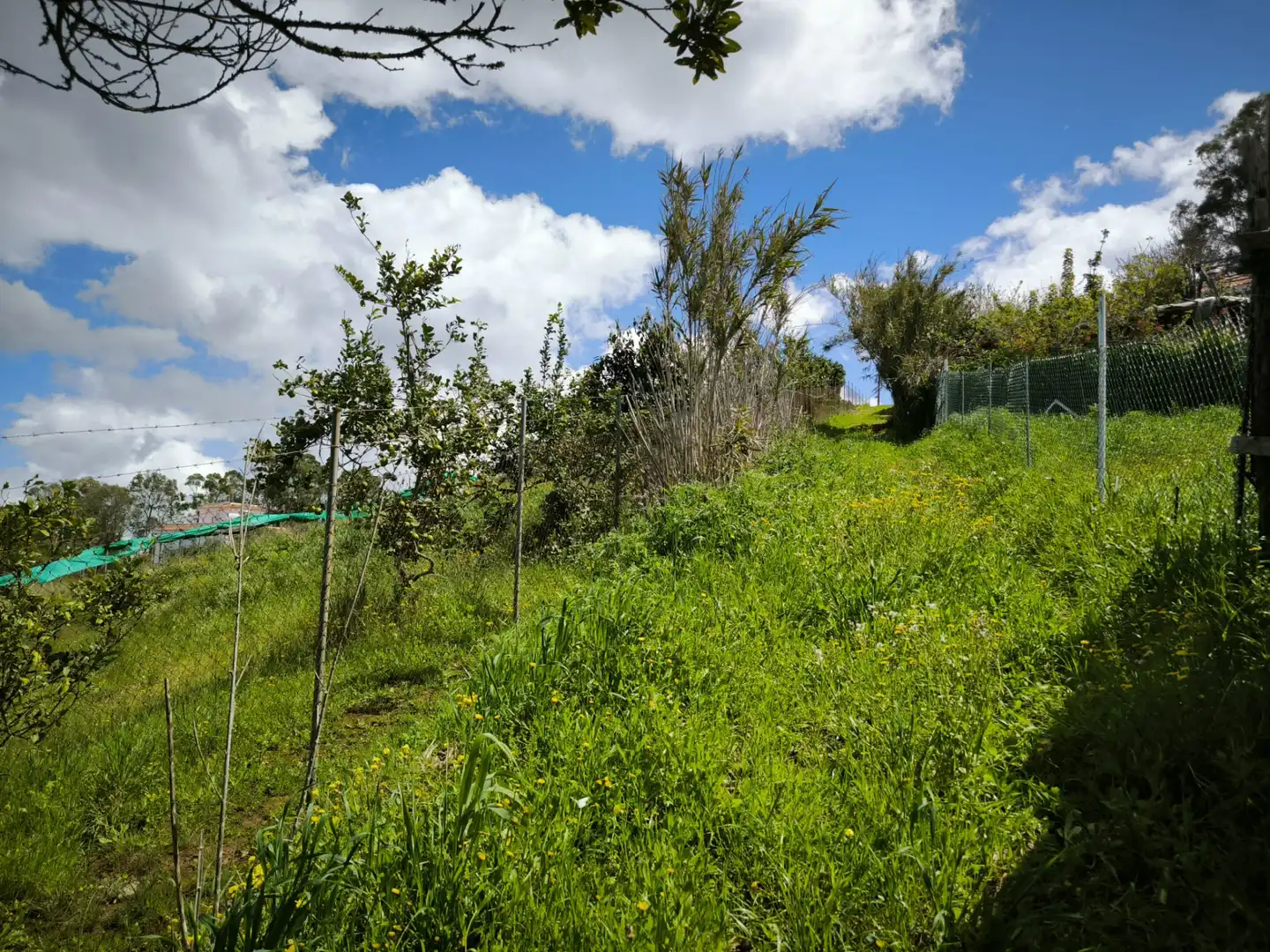 Finca rústica en venta en Moya (Las Palmas)