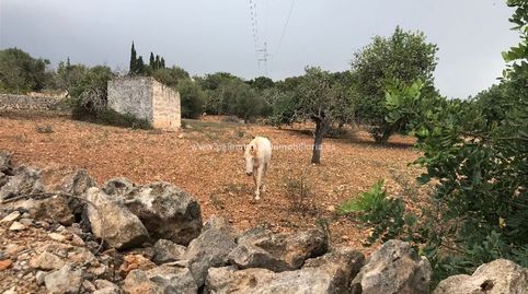 RUSTICA CON CASETA EN MURO, immagine 3
