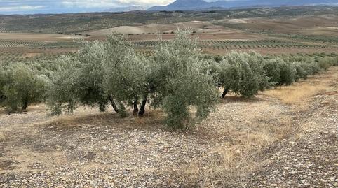 Foto 5 de Finca rústica en venta en San Ildefonso - Catedral, Jaén