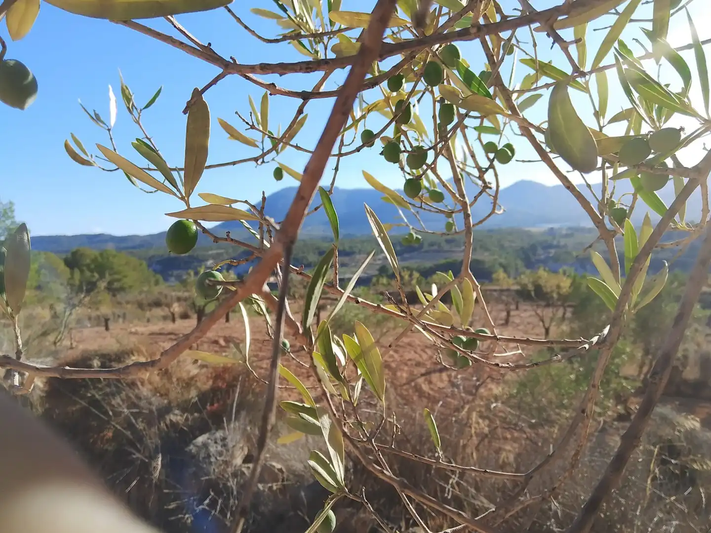 Terreny rústic en venda a Tibi, imagen 7
