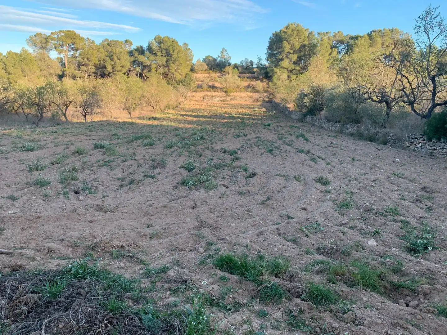 Terrain rustique à vendre à Avinguda Lluís Companys, imagen 9