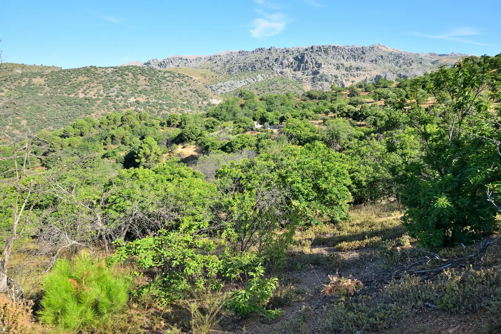 Terreno en venta en Calle Padre Francisco Rodríguez Gallego, 29, Cartajima