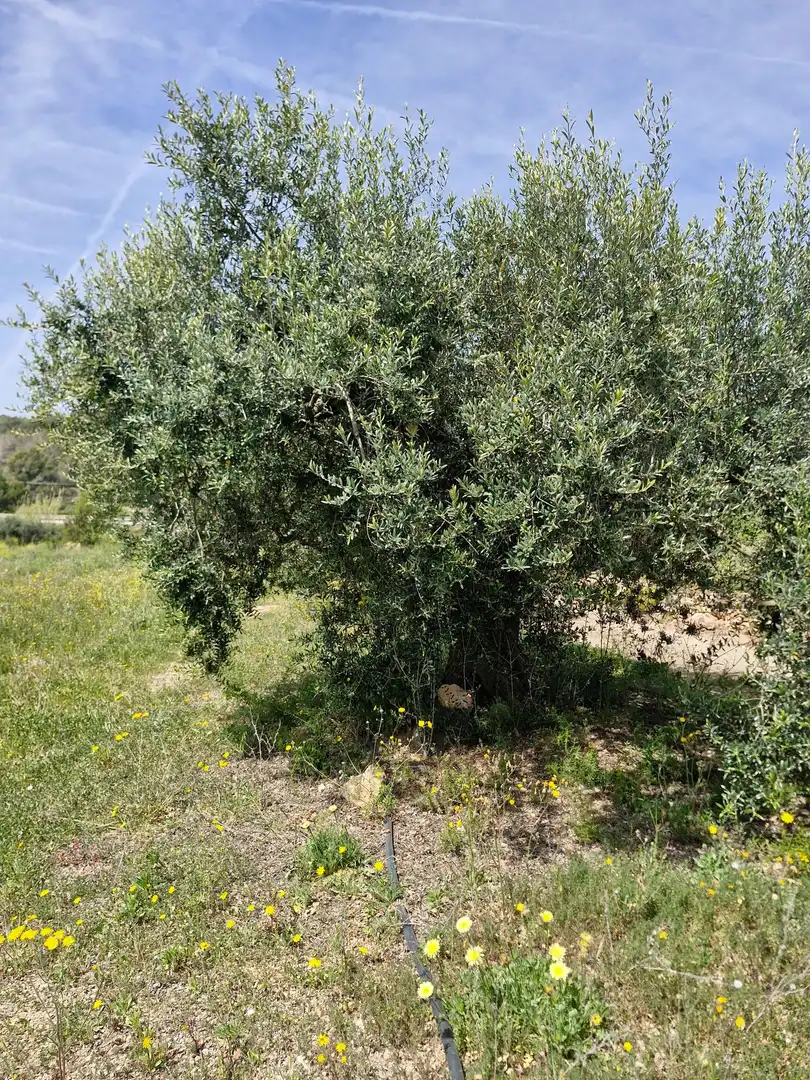 Jardín de Terreno en venta en Alcover