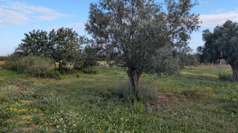 Foto 5 von Grundstücke zum Verkauf in Pasaje Los Barberos, 8, La Aljorra, Cartagena