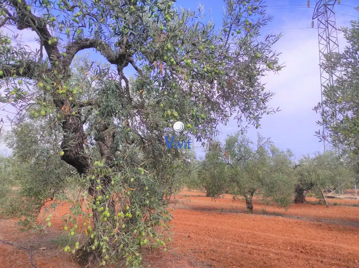 Terreni e lotti in vendita a Oromana