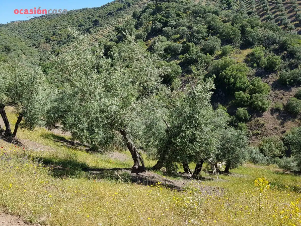 Jardín de Finca rústica en venta en Villanueva de Córdoba con Jardín privado, Trastero y Amueblado