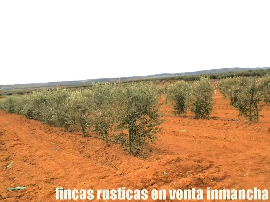 Rural land for sale in Valdepeñas