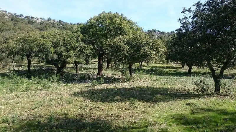 Land for sale in Salorino