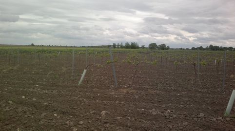 FINCA DE 40 HECTAREAS DE VIÑA Y TIERRA