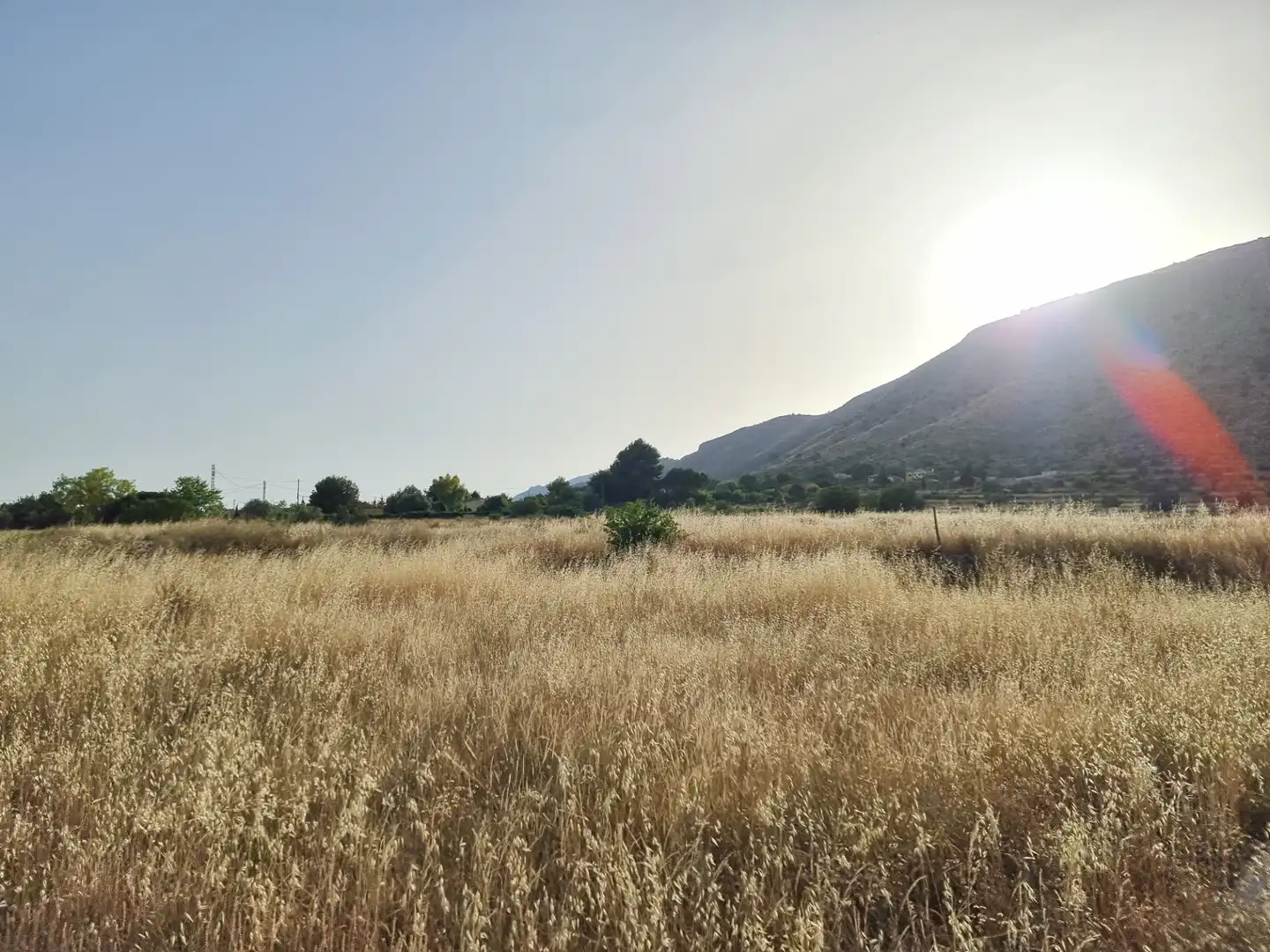 Land for sale in Aspe