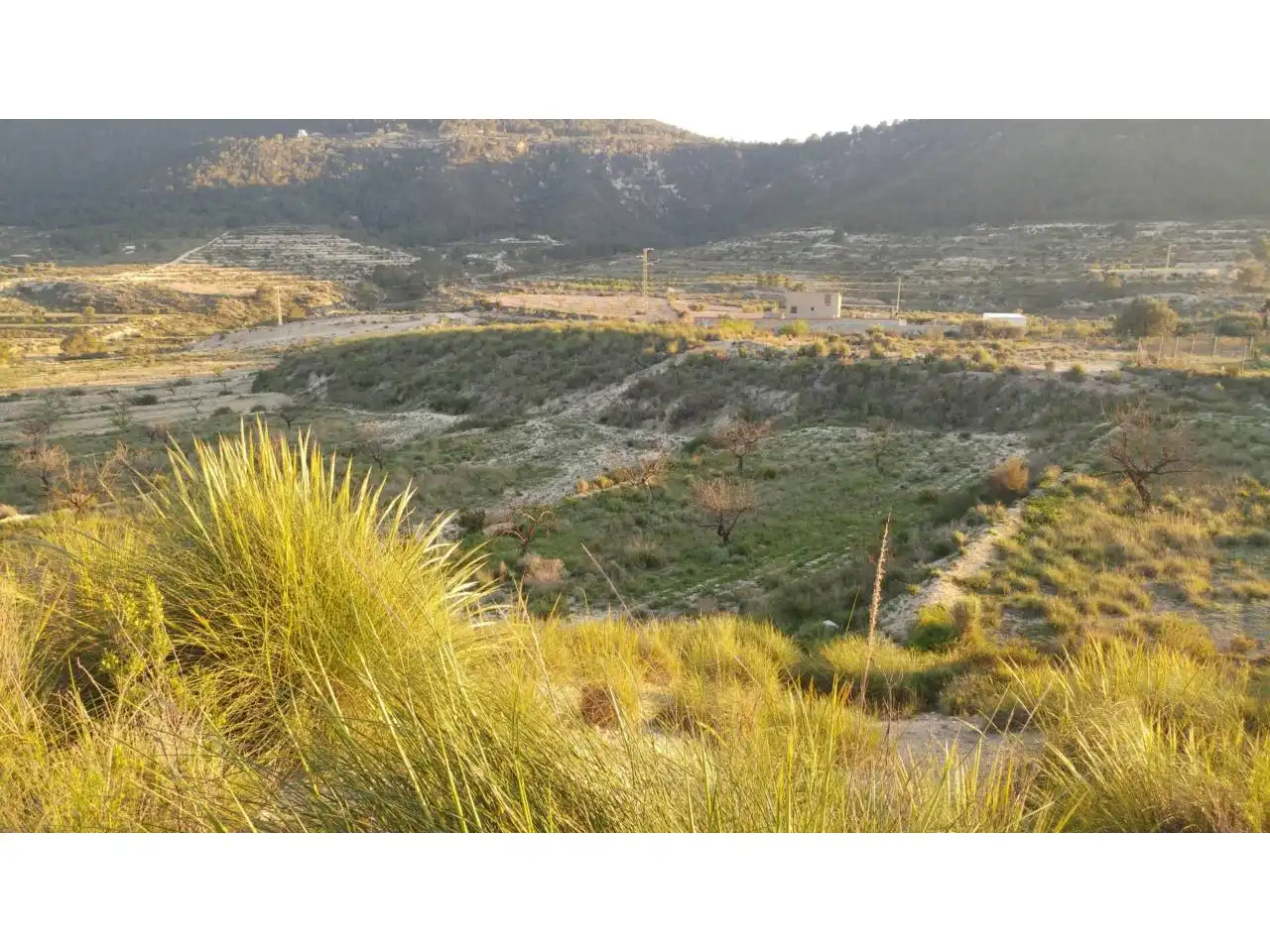 Lands and plots for sale in Ojós, imagen 5