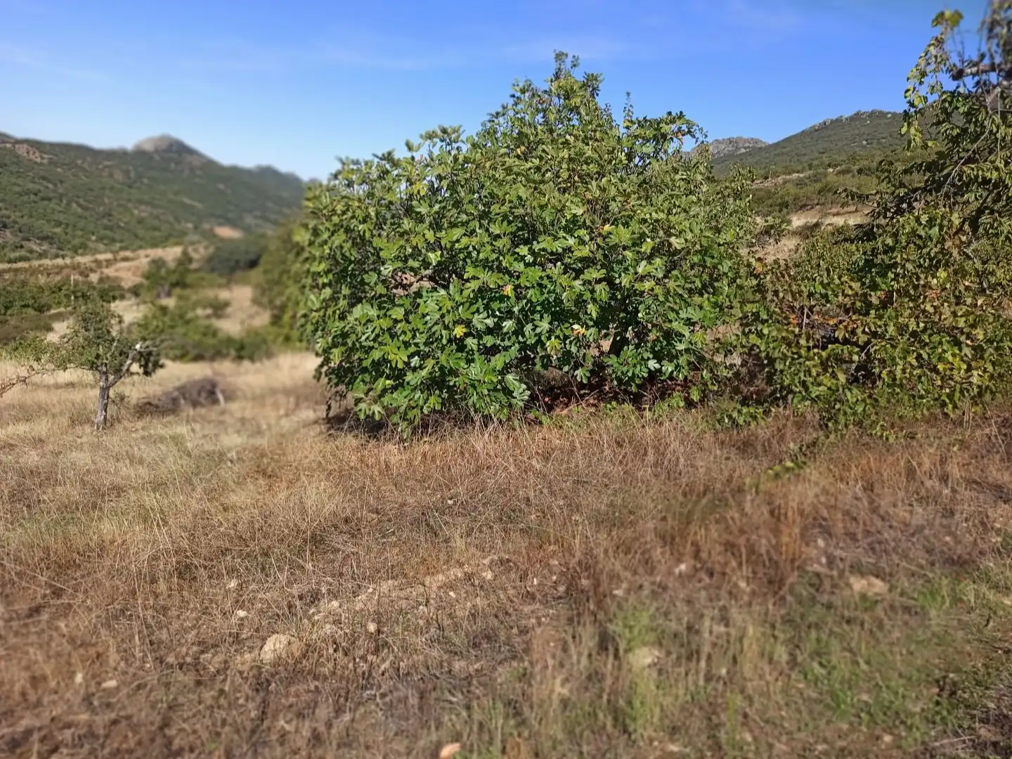 Land for sale in Navezuelas