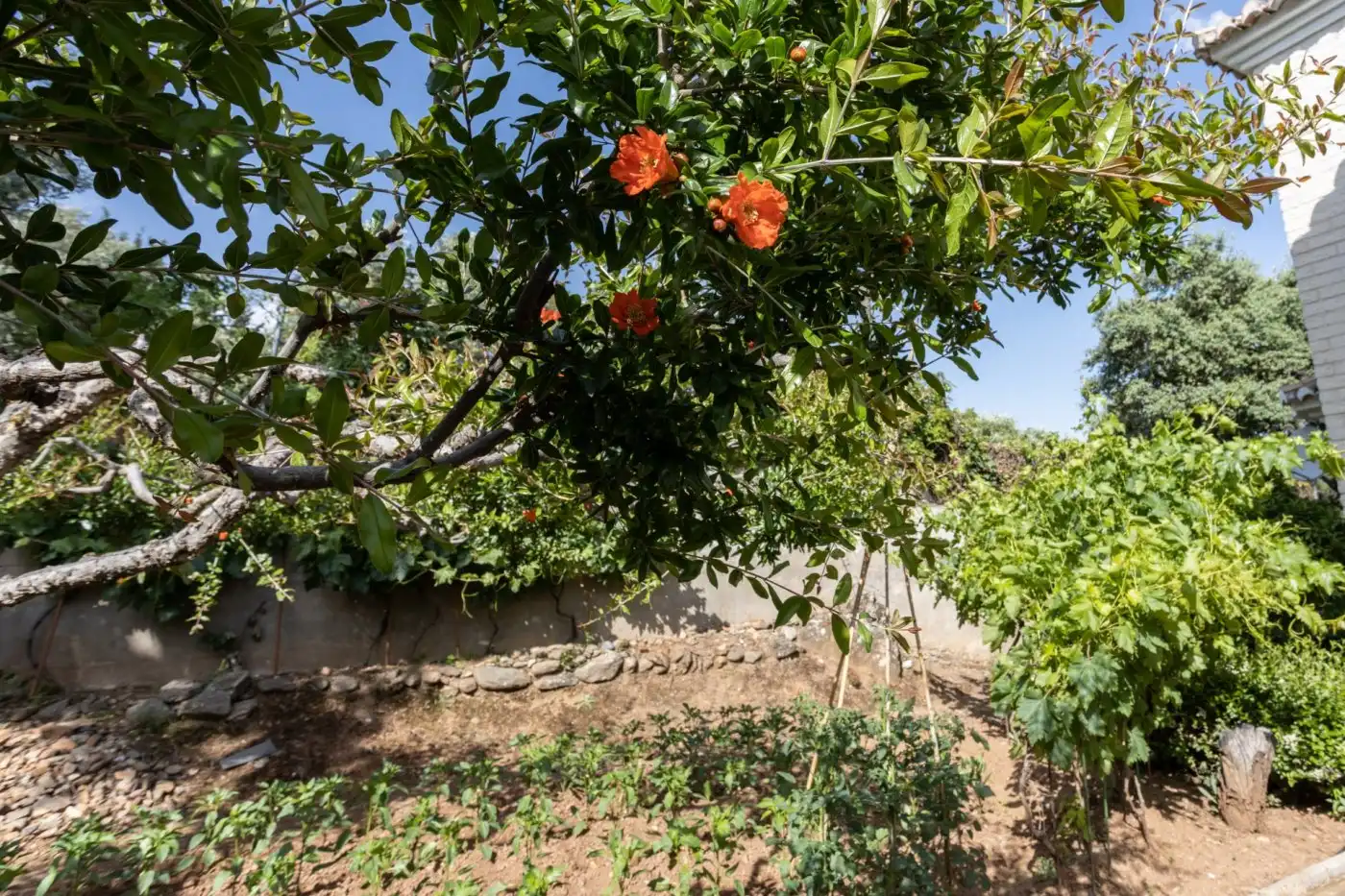 Jardín de Casa o chalet en venta en Dúdar con Aire acondicionado, Calefacción y Jardín privado