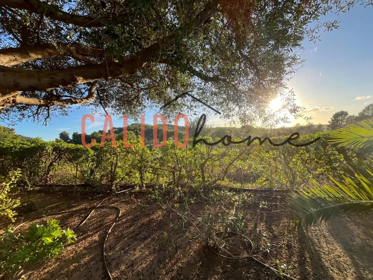 Country homes for sale in Calvià pueblo