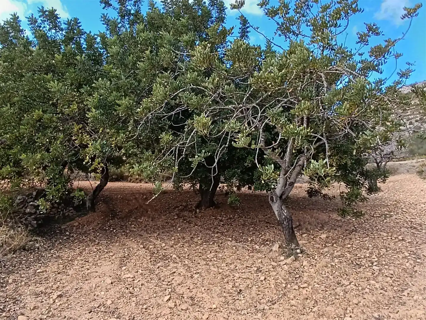 Land for sale in Useras /  Les Useres