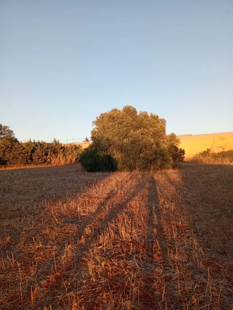 Terreno en venta en Conil de la Frontera