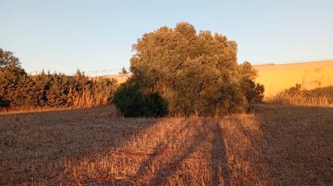Foto 2 von Grundstücke zum Verkauf in Diseminado Pago Zorro, Roche, Conil de la Frontera