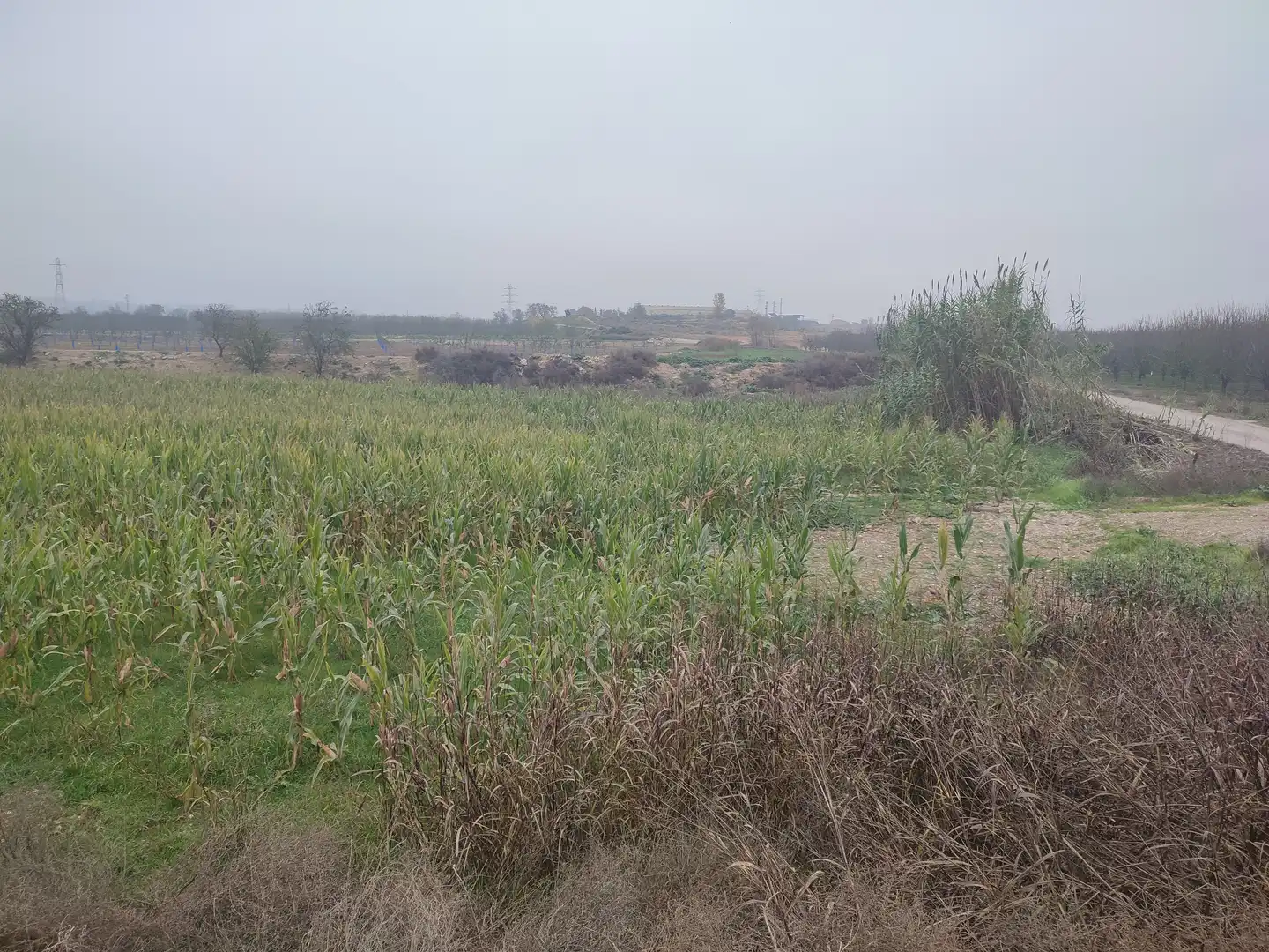 Terreno rustico in vendita a Juneda, imagen 6