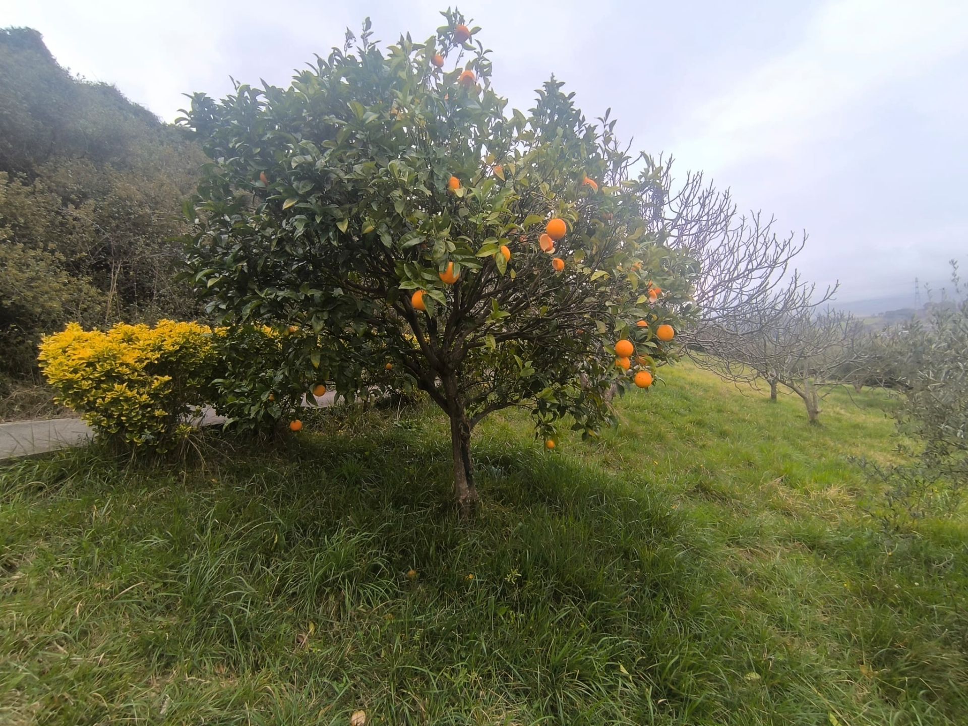 Garden of Land for sale in Zierbena