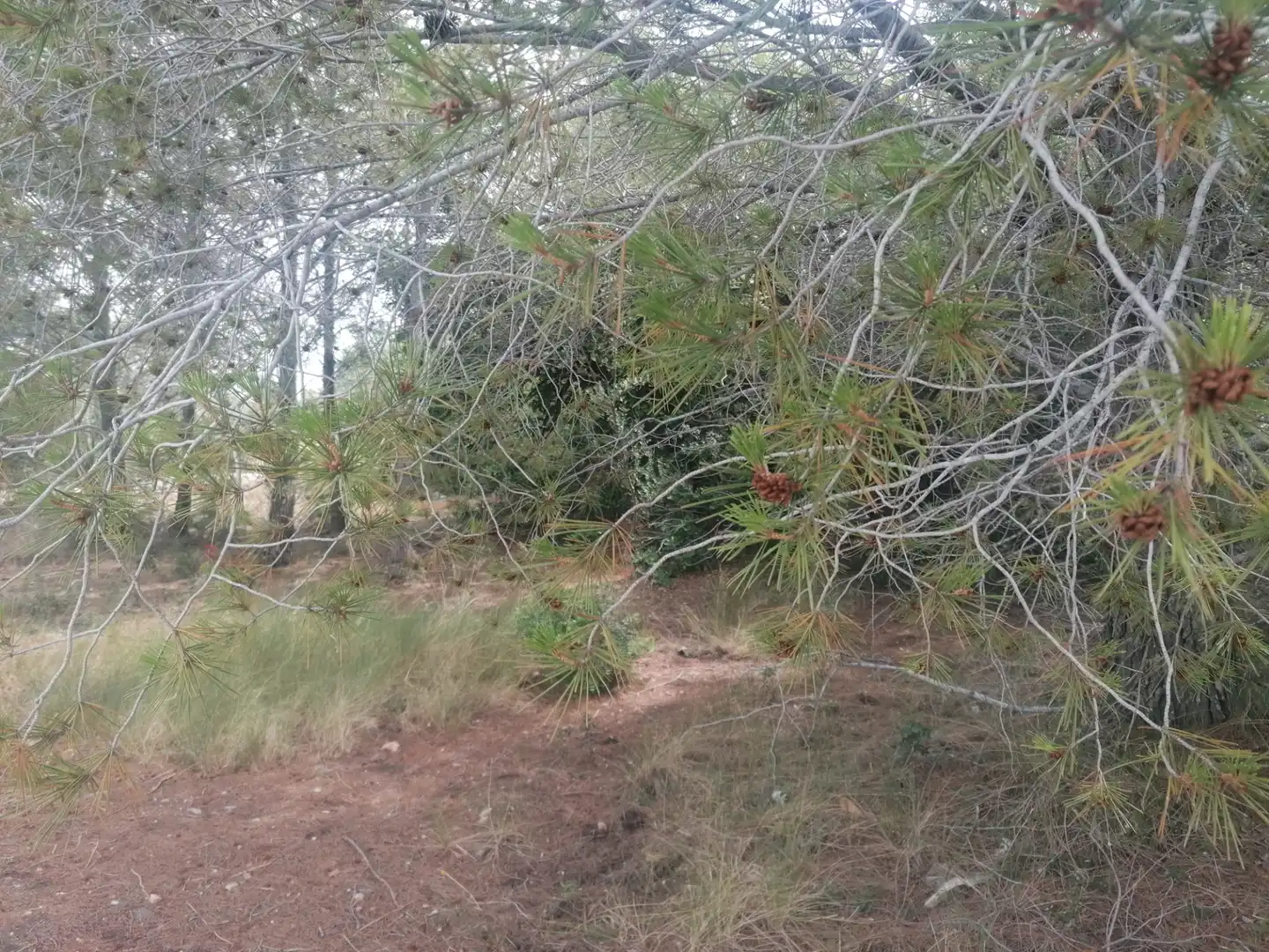 Wohnbaugrundstück zum Verkauf in Carrer Felip Pedrell 3, imagen 9