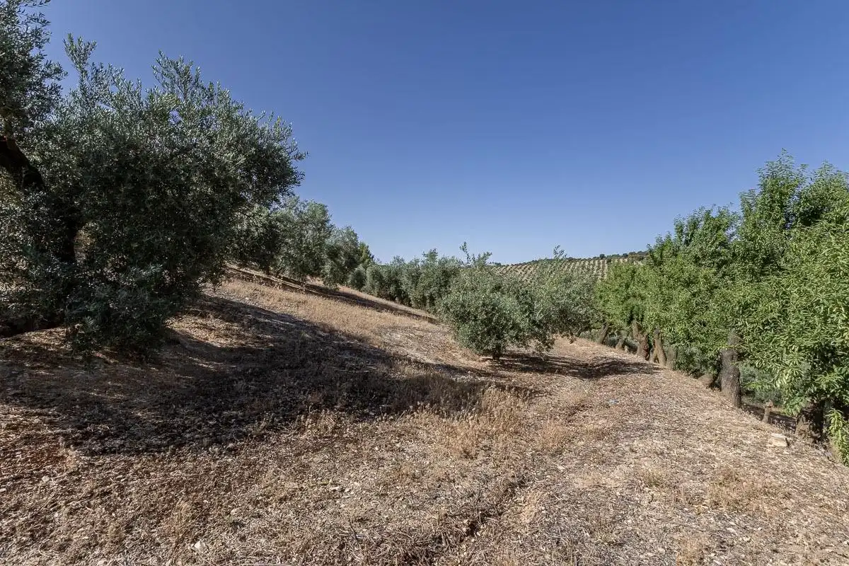 Terreno rustico in vendita a Montefrío, imagen 15