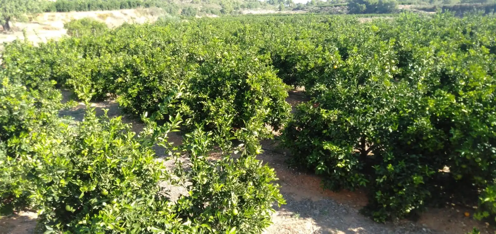 Finca rústica en venta en Pedralba con Jardín privado, Terraza y Trastero