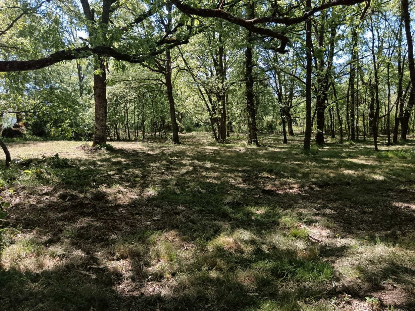 Land for sale in Baltar