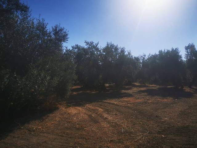 Terreno en Venta en Algarinejo