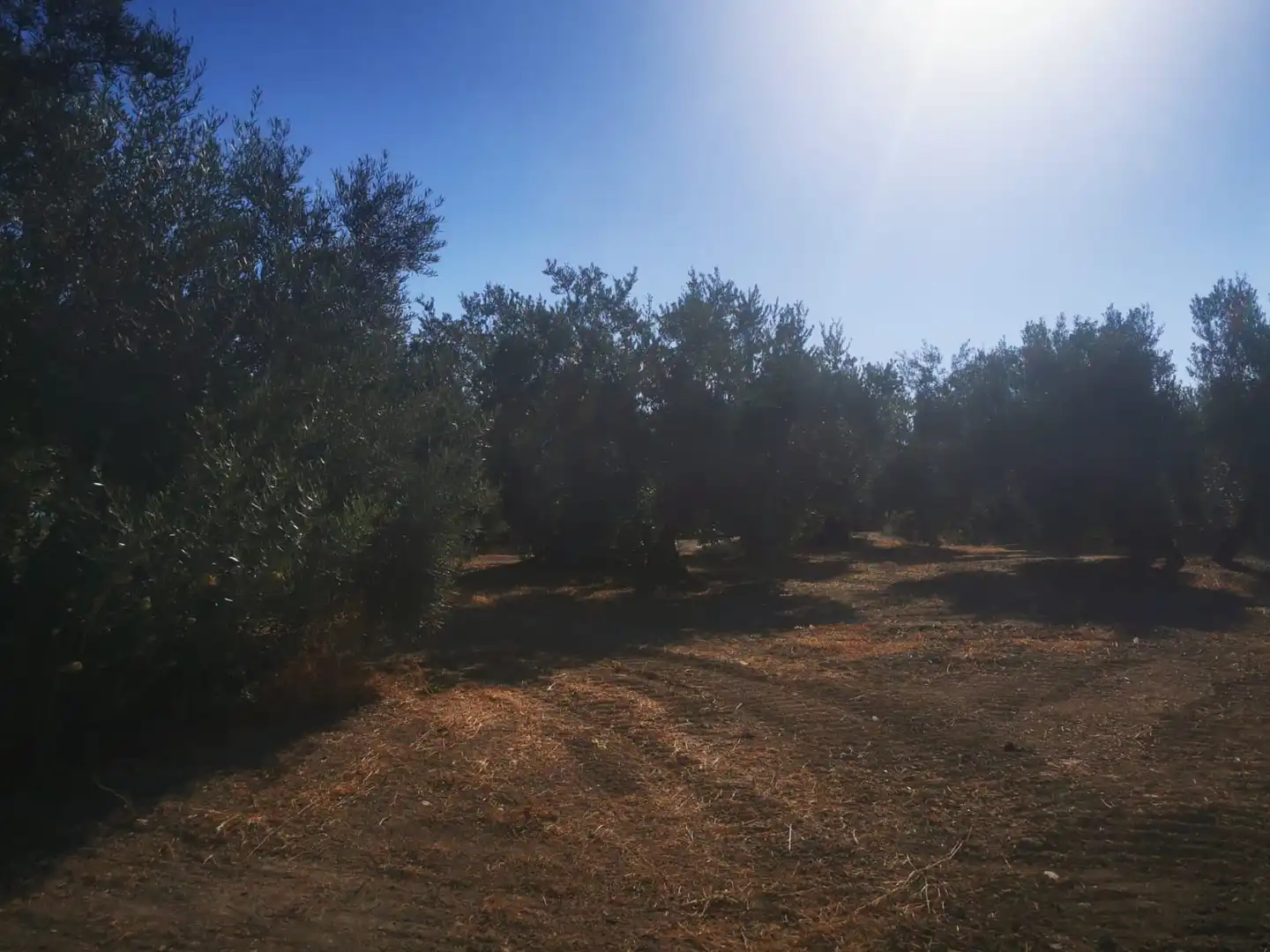 Terreni e lotti in vendita a Algarinejo