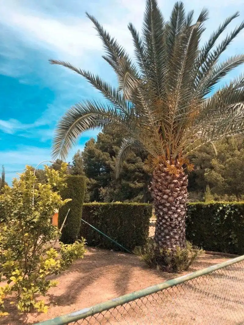 Villa mit Pool zum Verkauf in Oliva pueblo, imagen 16