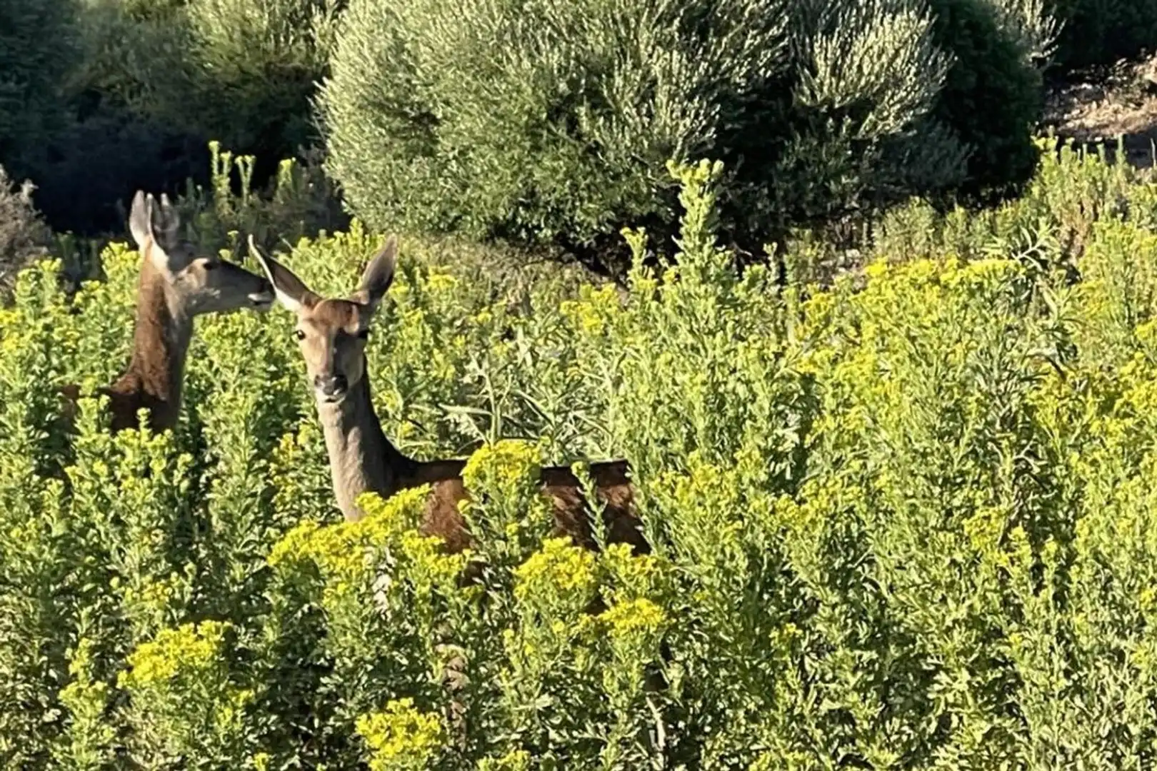 Garten von Residential zum Verkauf in Castellar de la Frontera