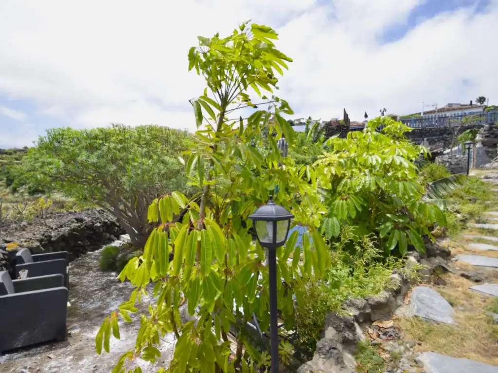 Jardí de Finca rústica en venda en Garachico