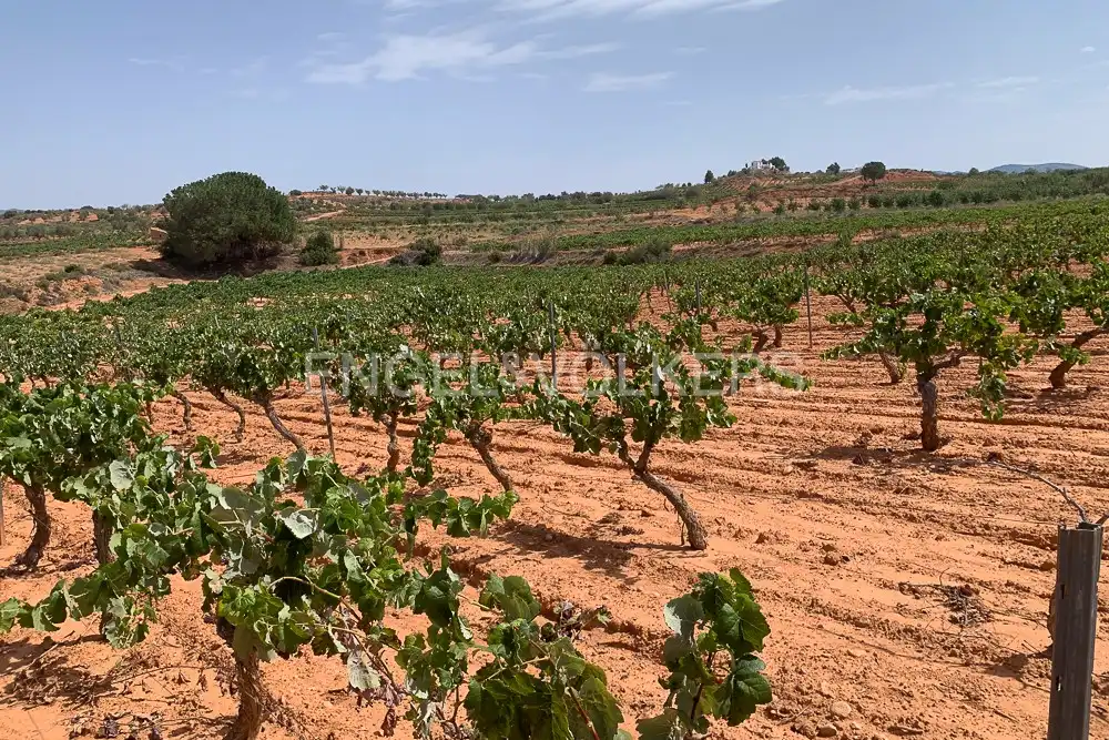 Lands and plots for sale in Requena, imagen 41