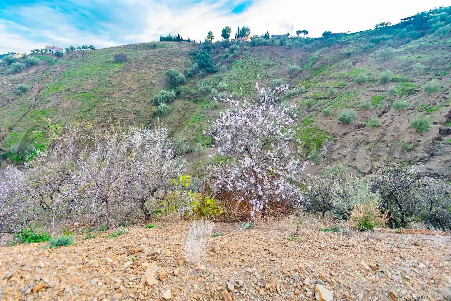 Terreno rustico in vendita a Árchez, imagen 6