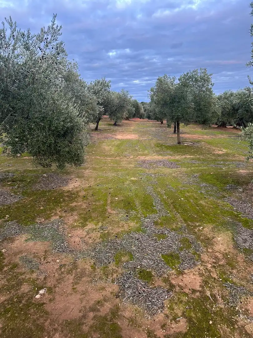 Grundstücke zum Verkauf in Andújar