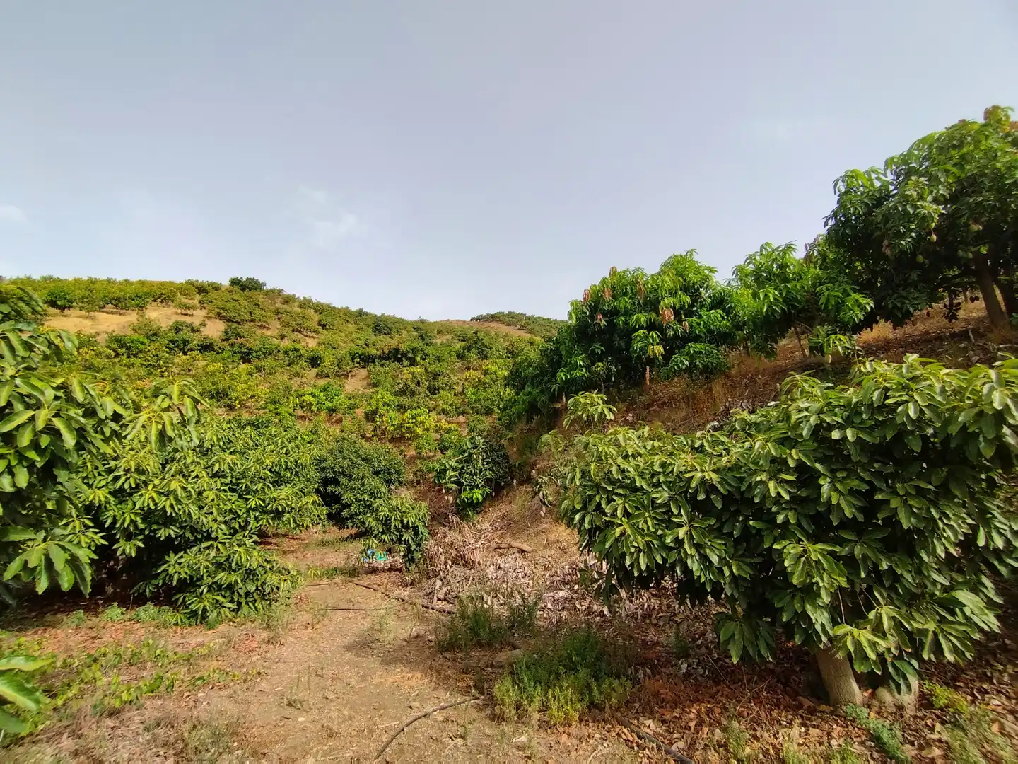 Terreno rustico in vendita a Diseminado Real Alto, imagen 13