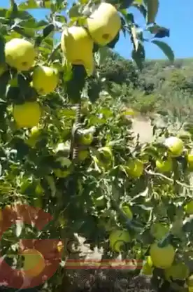 Country homes for sale in Busquístar