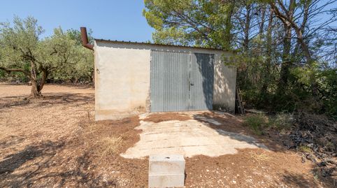 Finca rústica de olivos con almacén agrícola, immagine 2