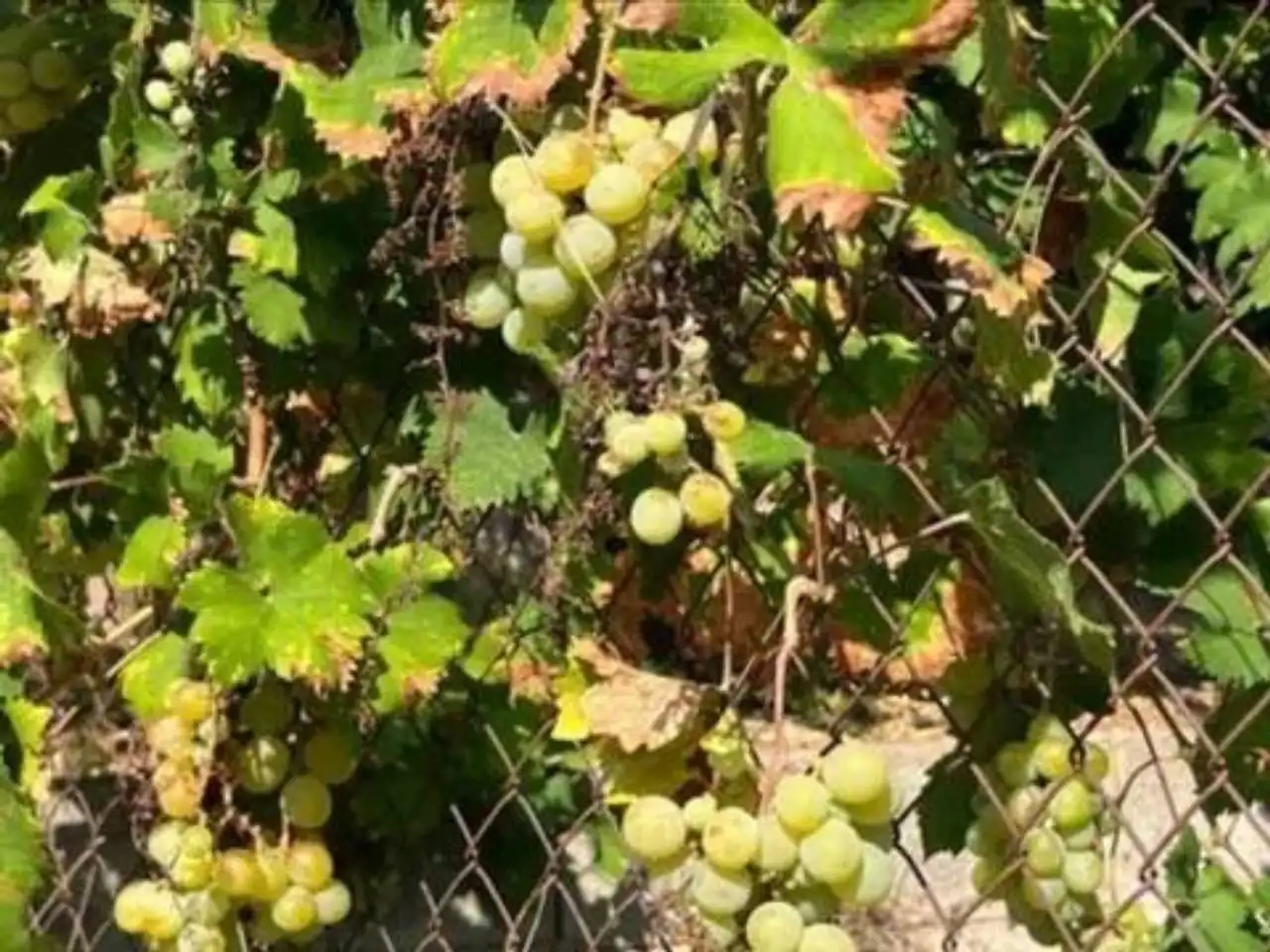 Jardí de Casa o xalet en venda en Villanueva de Castellón amb Aire condicionat i Terrassa