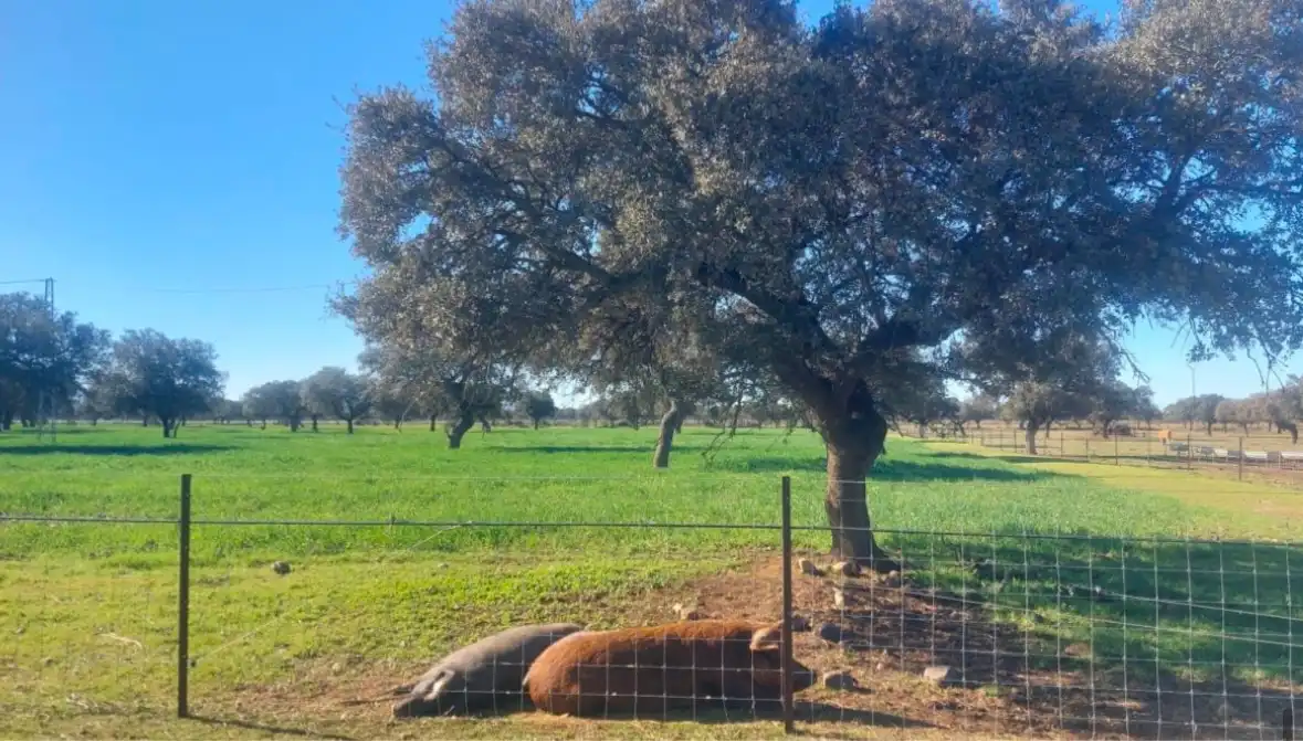 Terreni e lotti in vendita a La Albuera, imagen 2
