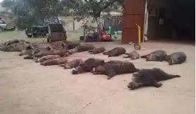 Casa rústica en venda a Cabeza del Buey, imagen 11