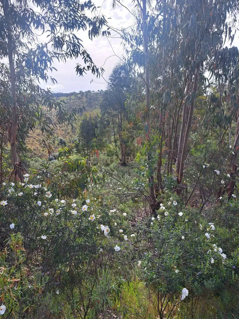 Terreno en venta en Herrera de Alcántara